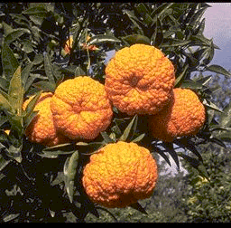 '柬埔寨'柑Citrus nobilis var. typica, Cambodian mandarin © C.杰克蒙德/国家农业研究院(法)